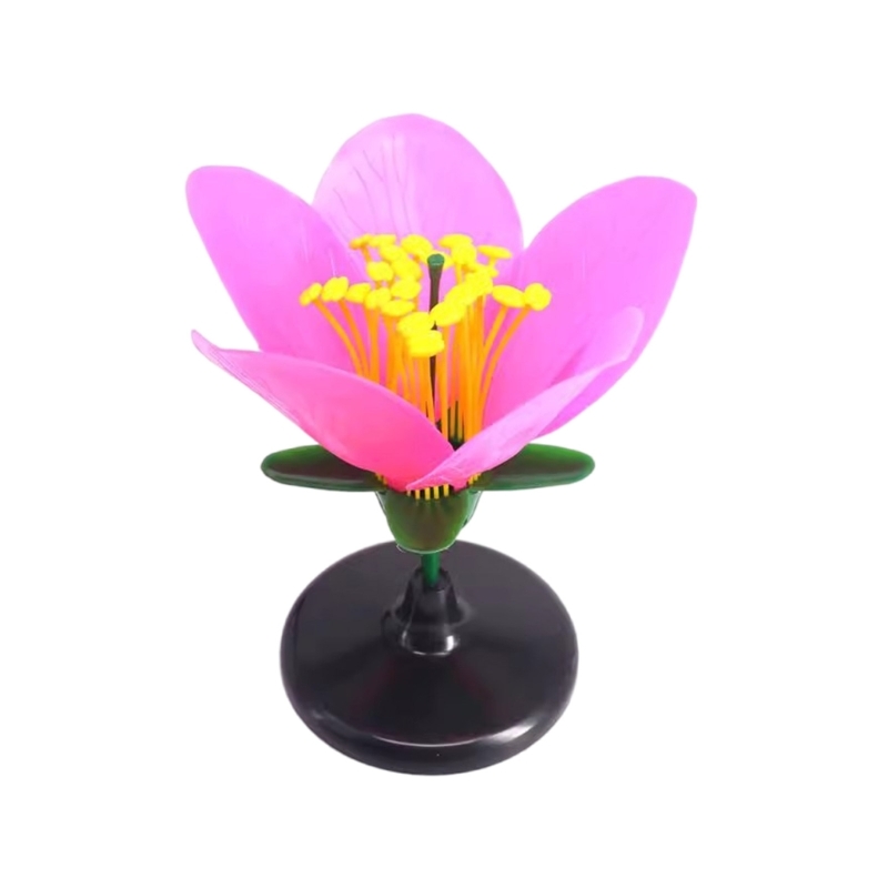 Modelo enseñanza plantas reali - Science Exhibition Models reseña y precio